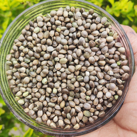 Hemp Seeds with Shell (Bhang Seeds) | Premium Whole Hemp Seeds | Natural & Fresh