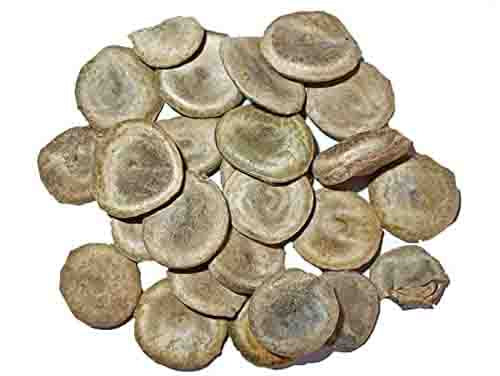 Kuchla Beej-Nux Vomica Seeds-कुचला बीज- Poison Nut-Kupilu-Kuchila-Bish tendu-Vishamushti- Manjira-Mushini Ginjalu