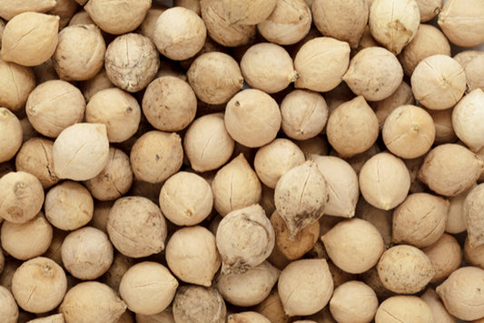 Putrajeevak Seed - Drypetes Roxburghii- Jiya Pota Beej - Putra Jivak Beej - Putra Jeevak Beej - Putranjiva Roxburghii - Lucky Bean