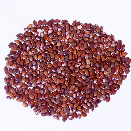 Subabul Seeds- Leucaena Leucocephala - सुबाबुल बीज - Safed Babool Beej-White Leadtree for Animal Fodder and Green Manure