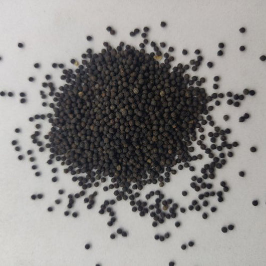 Kateri Seeds-Solanum xanthocarpum-कटेरी बीज-Bhatkatiya-Kantakari-Katehri Beej -Bruhati-Kateli-Ringni-Kandiari-Bhatkatai