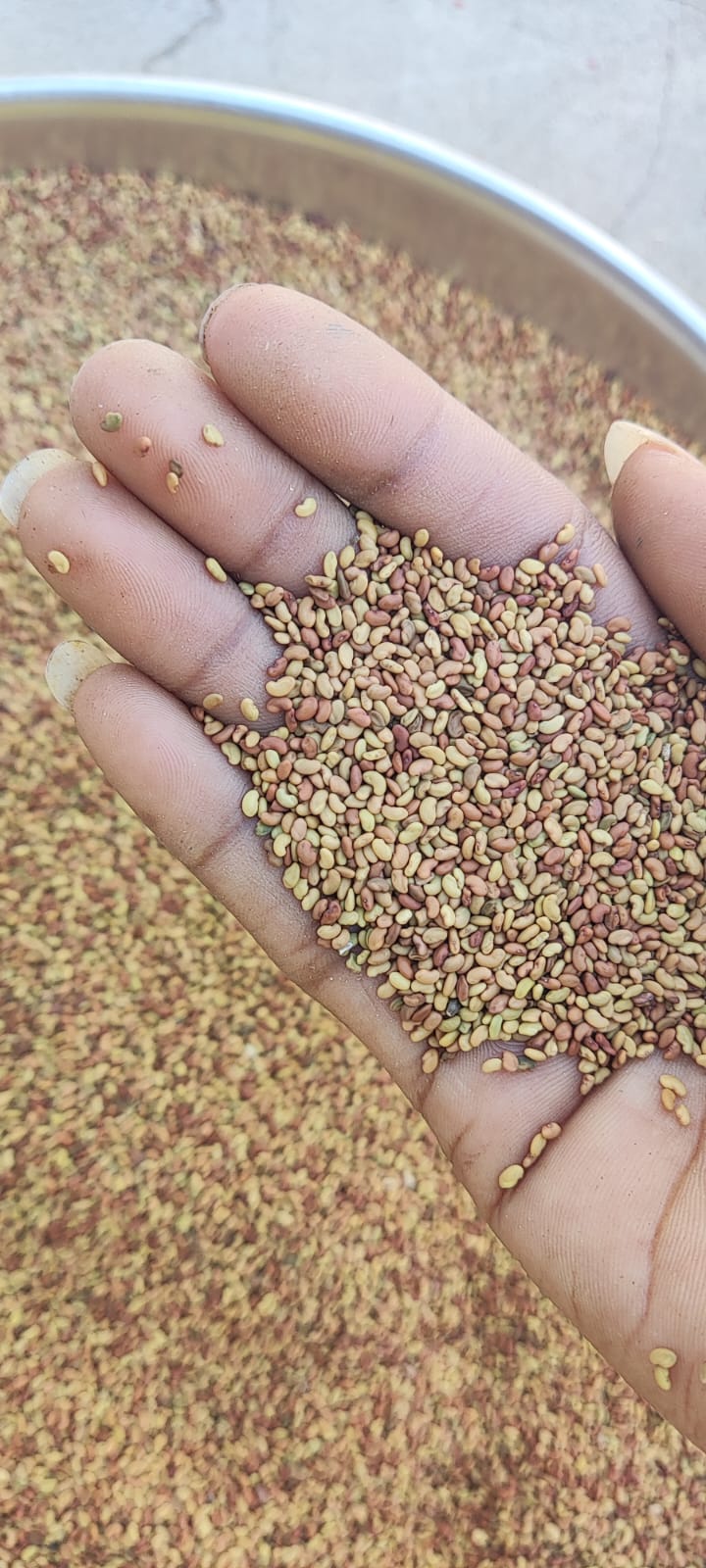 Alfalfa Seed-Medicago sativa-अल्फाल्फा बीज-Hedge Lucerne Seeds -Kuthirai Masal-Lucerne Ginjalu-Ashvabala