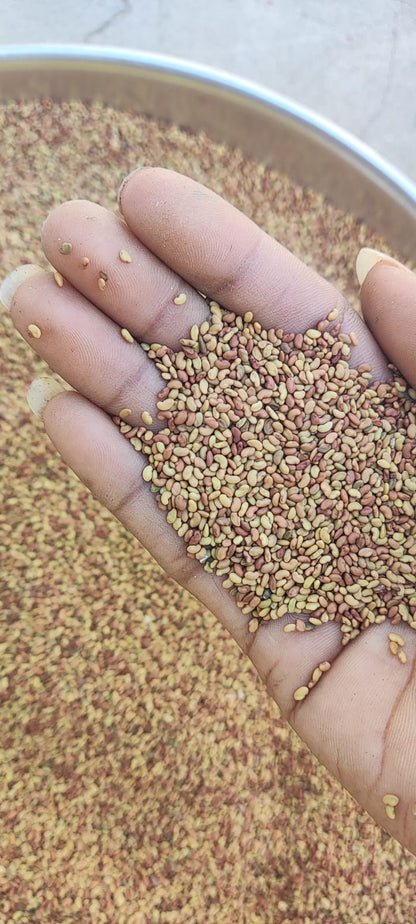Alfalfa Seed-Medicago sativa-अल्फाल्फा बीज-Hedge Lucerne Seeds -Kuthirai Masal-Lucerne Ginjalu-Ashvabala