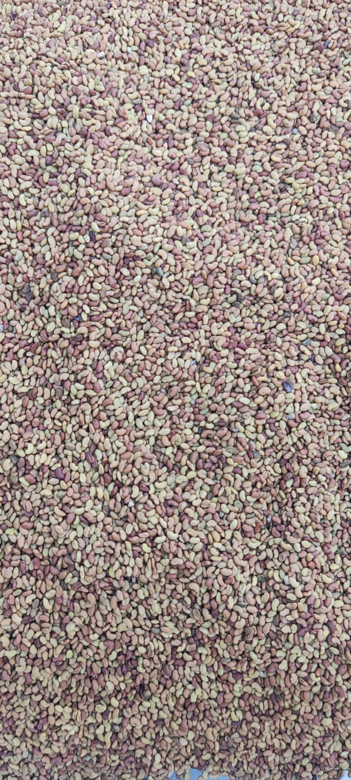 Alfalfa Seed-Medicago sativa-अल्फाल्फा बीज-Hedge Lucerne Seeds -Kuthirai Masal-Lucerne Ginjalu-Ashvabala
