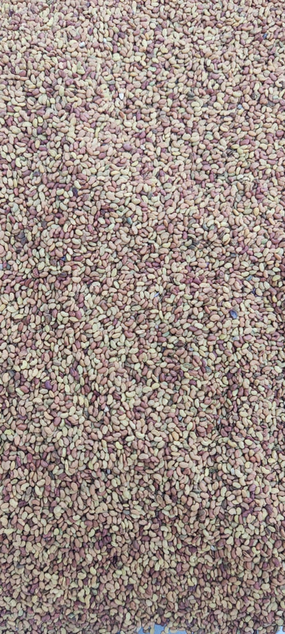 Alfalfa Seed-Medicago sativa-अल्फाल्फा बीज-Hedge Lucerne Seeds -Kuthirai Masal-Lucerne Ginjalu-Ashvabala
