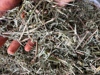 Clever Herbs - Galium aparine - cleavers - Clivers