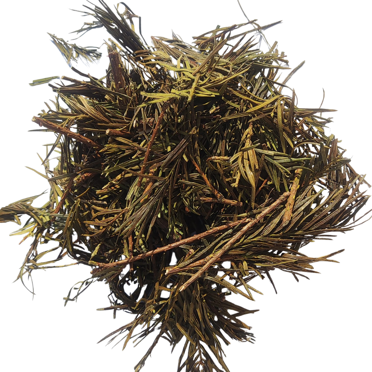 Horsetail Leaves Dried – Equisetum Arvense – Horse Tail / Shave Grass / Puzzlegrass | Premium Herbal Tea Cut Leaves for Skin, Hair & Traditional Herbal Use