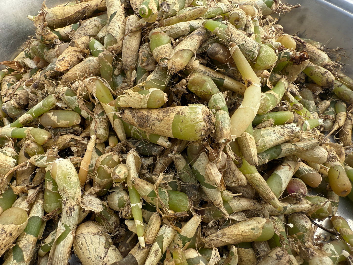 Jeevak Root – Jivak -  Natural Whole Roots  – Freshly Harvested for Herbal Use