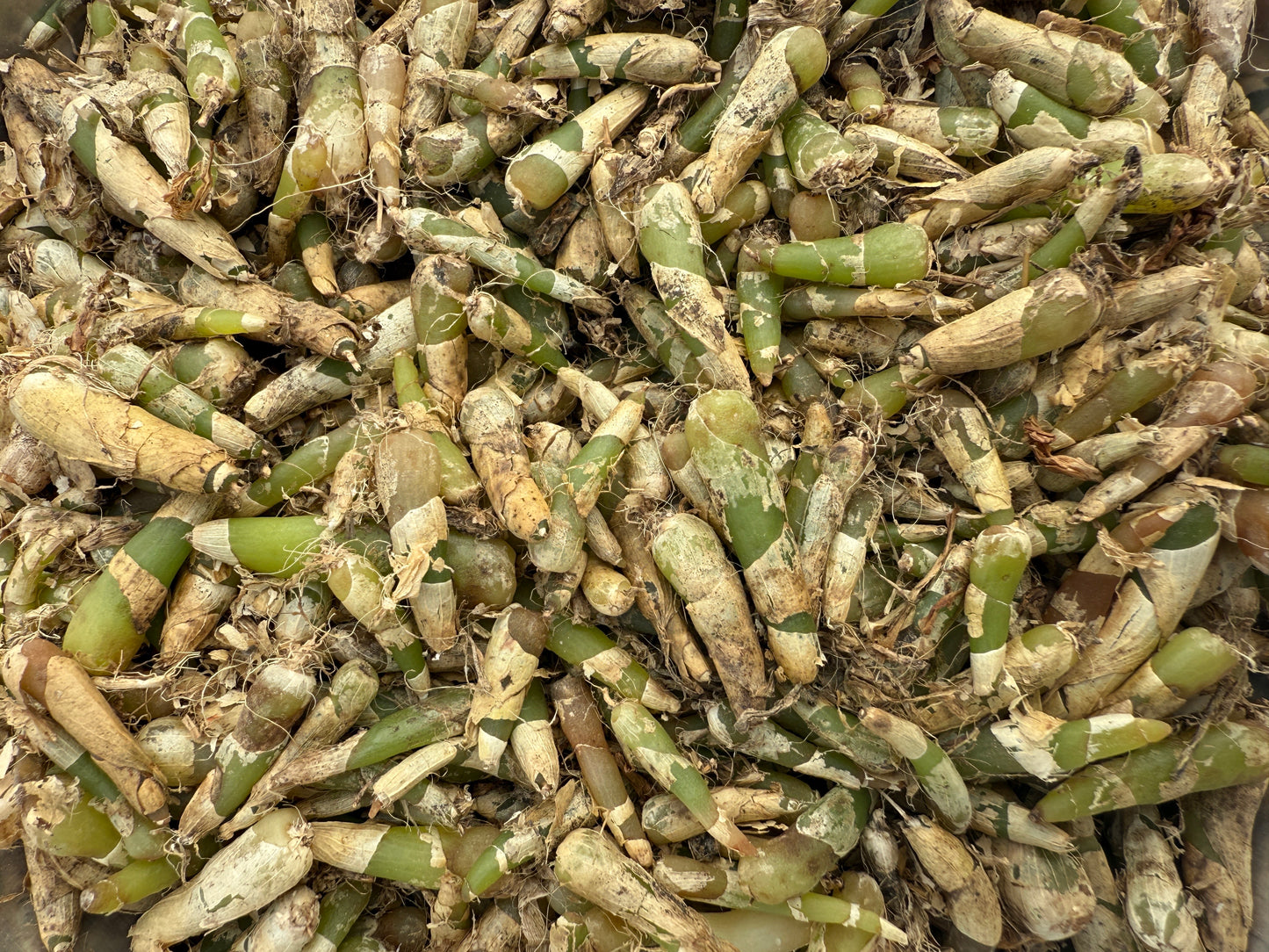 Jeevak Root – Jivak -  Natural Whole Roots  – Freshly Harvested for Herbal Use