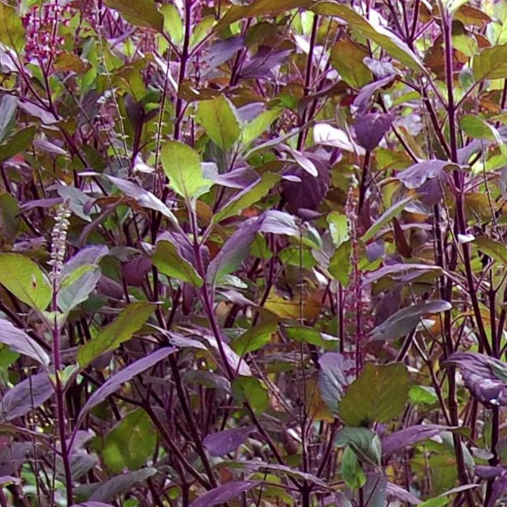Krishna Tulsi (Black) Seeds-Shyama Seeds-For Home-Gardening-Planting-Thulsi-Krishna Thulasi-Trittavu