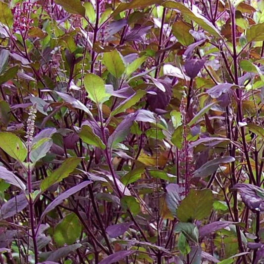 Krishna Tulsi (Black) Seeds-Shyama Seeds-For Home-Gardening-Planting-Thulsi-Krishna Thulasi-Trittavu
