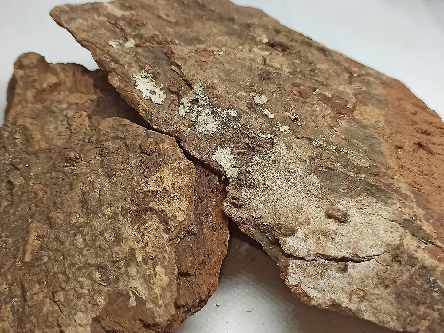Patala Chhal - Padal Bark - Padala - Padhala - Padhal - Stereospermum Suaveolens