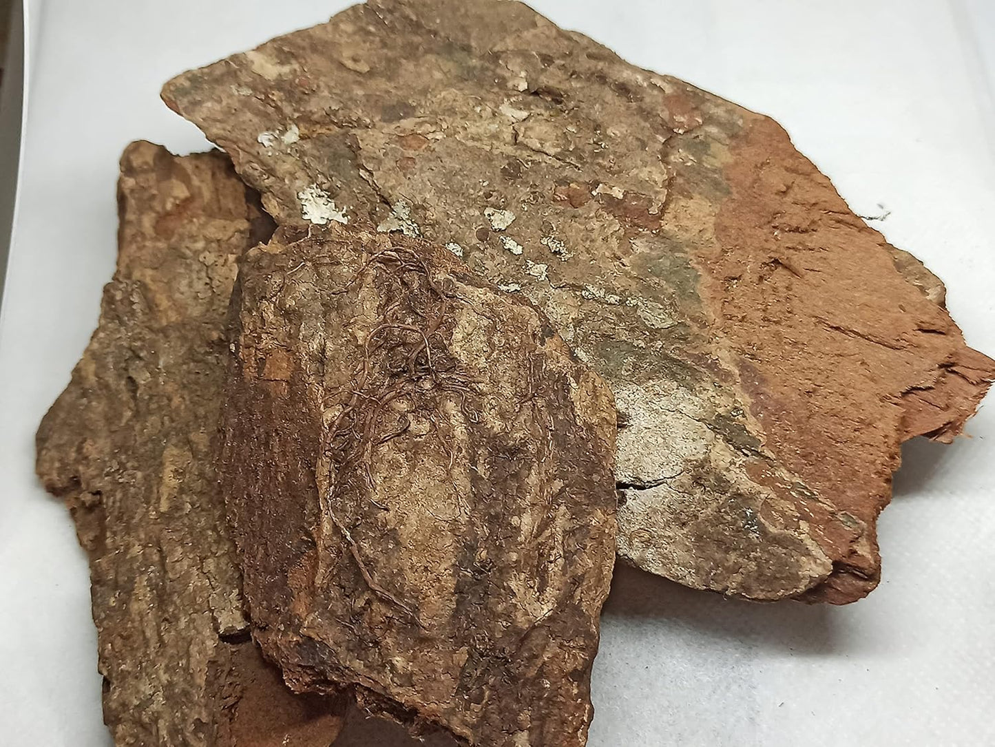 Patala Chhal - Padal Bark - Padala - Padhala - Padhal - Stereospermum Suaveolens
