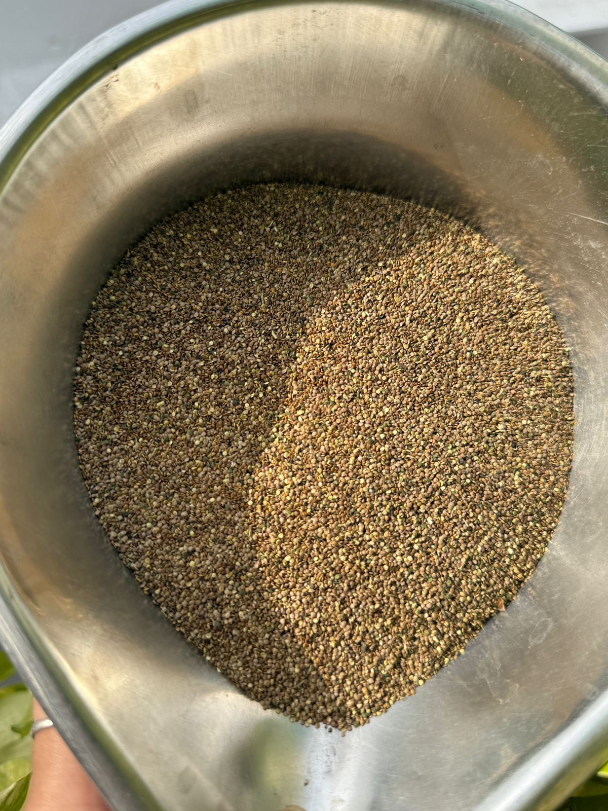 Nettle Seeds- Urtica Dioica- Tragia Involucrata -Vrischikali - Vrischikapatri - Bichoo Beej - Bichhu Beej