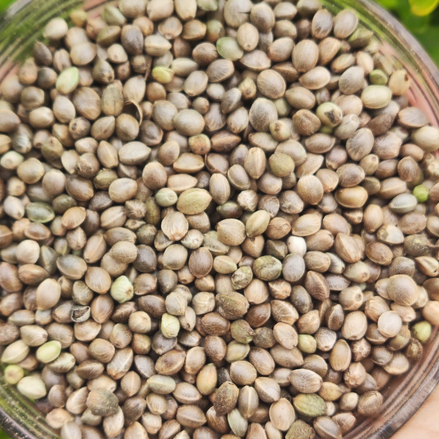 Hemp Seeds with Shell (Bhang Seeds) | Premium Whole Hemp Seeds | Natural & Fresh