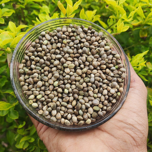 Hemp Seeds with Shell (Bhang Seeds) | Premium Whole Hemp Seeds | Natural & Fresh