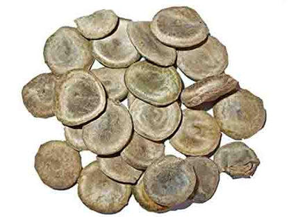 Kuchla Beej-Nux Vomica Seeds-कुचला बीज- Poison Nut-Kupilu-Kuchila-Bish tendu-Vishamushti- Manjira-Mushini Ginjalu