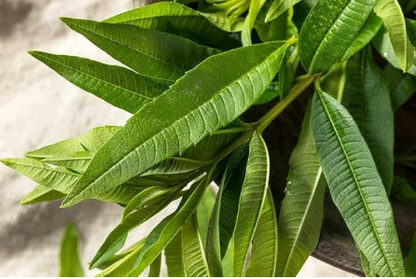 Lemon Verbena Loose Leaf Herb | Refreshing Herbal Tea, Flavoring & DIY Skincare