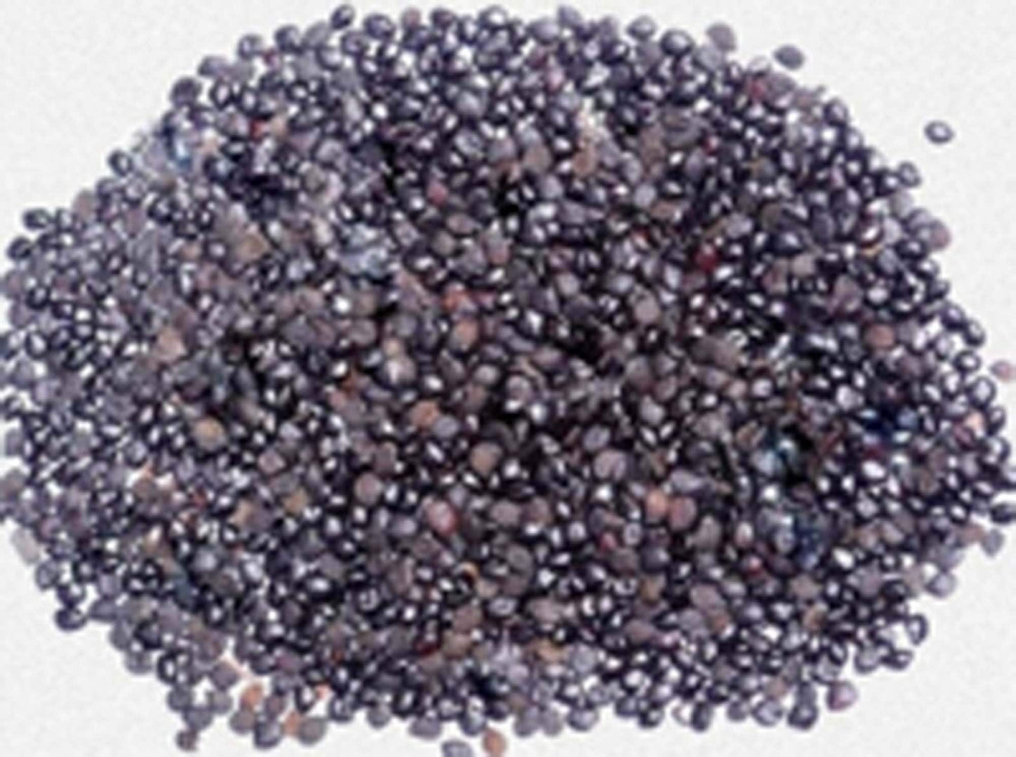 Chaksoo Seed-Beej Chaksu Dried-चाकसू बीज- Cassia Absus-Chanubala Vittulu-Karum-Chimed Vithai
