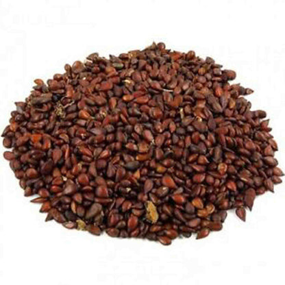 Beedana-Quince Seeds-बिदाणा-Bidana-Bahee Dana-Pyrus cydonia-Behidana-Tukhme Safarjal-Simodalibe