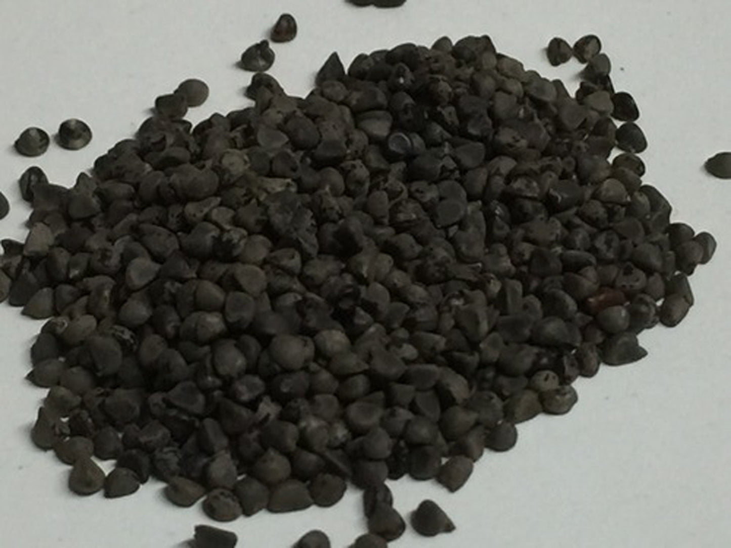 Beej Band Black - Sida Cordifolia- Bala Beej - Balbij - Balbeej - Balaa Beej - Beejband Kala- Bijband Kala - Kurungai- Vellai kurunthotti- Chittibala