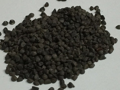 Beej Band Black - Sida Cordifolia- Bala Beej - Balbij - Balbeej - Balaa Beej - Beejband Kala- Bijband Kala - Kurungai- Vellai kurunthotti- Chittibala