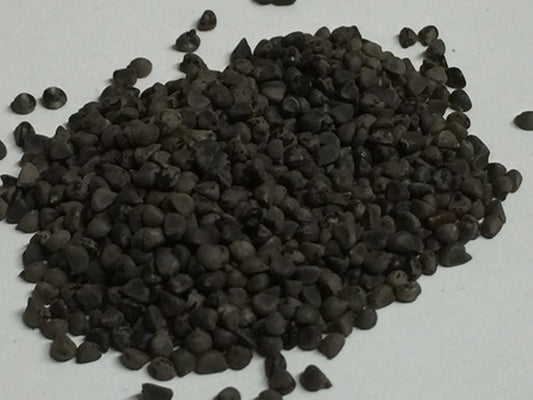 Beej Band Black - Sida Cordifolia- Bala Beej - Balbij - Balbeej - Balaa Beej - Beejband Kala- Bijband Kala - Kurungai- Vellai kurunthotti- Chittibala