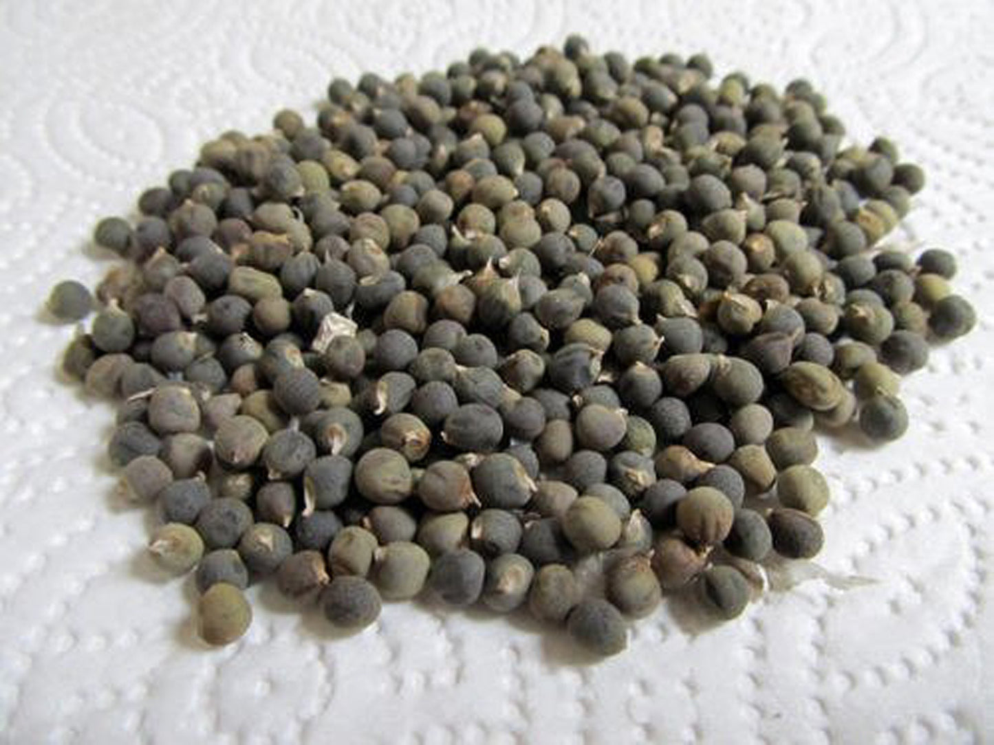 Bhindi Beej-Okra Seeds-भिंडी बीज-Ladyfinger Seeds Edible-Abelmoschus esculentus-Bhendi-Vendakkai Vidai-Bendakaya Vittulu-Bendekai Beeja-Vendakka Vithu