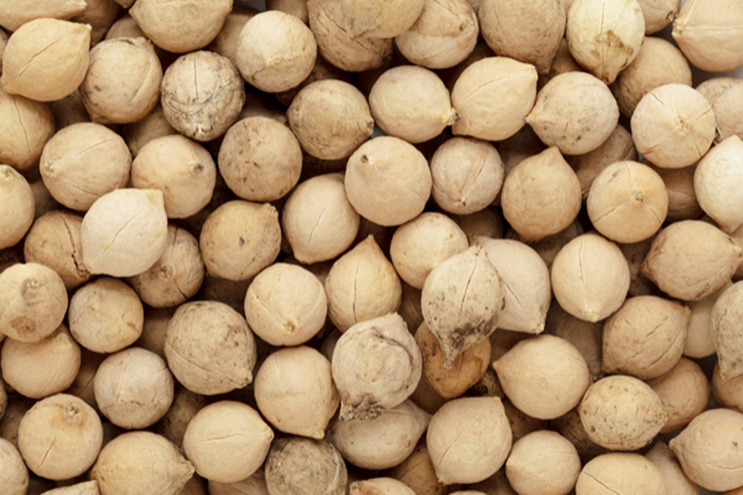 Putrajeevak Seed - Drypetes Roxburghii- Jiya Pota Beej - Putra Jivak Beej - Putra Jeevak Beej - Putranjiva Roxburghii - Lucky Bean
