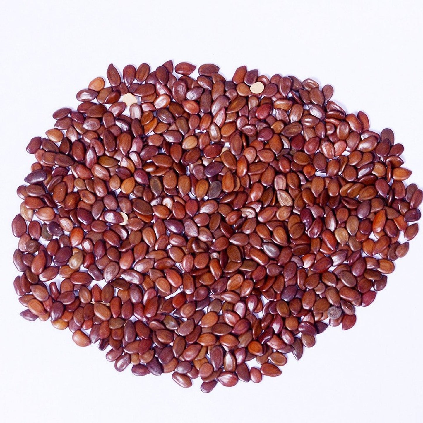 Subabul Seeds- Leucaena Leucocephala - सुबाबुल बीज - Safed Babool Beej-White Leadtree for Animal Fodder and Green Manure