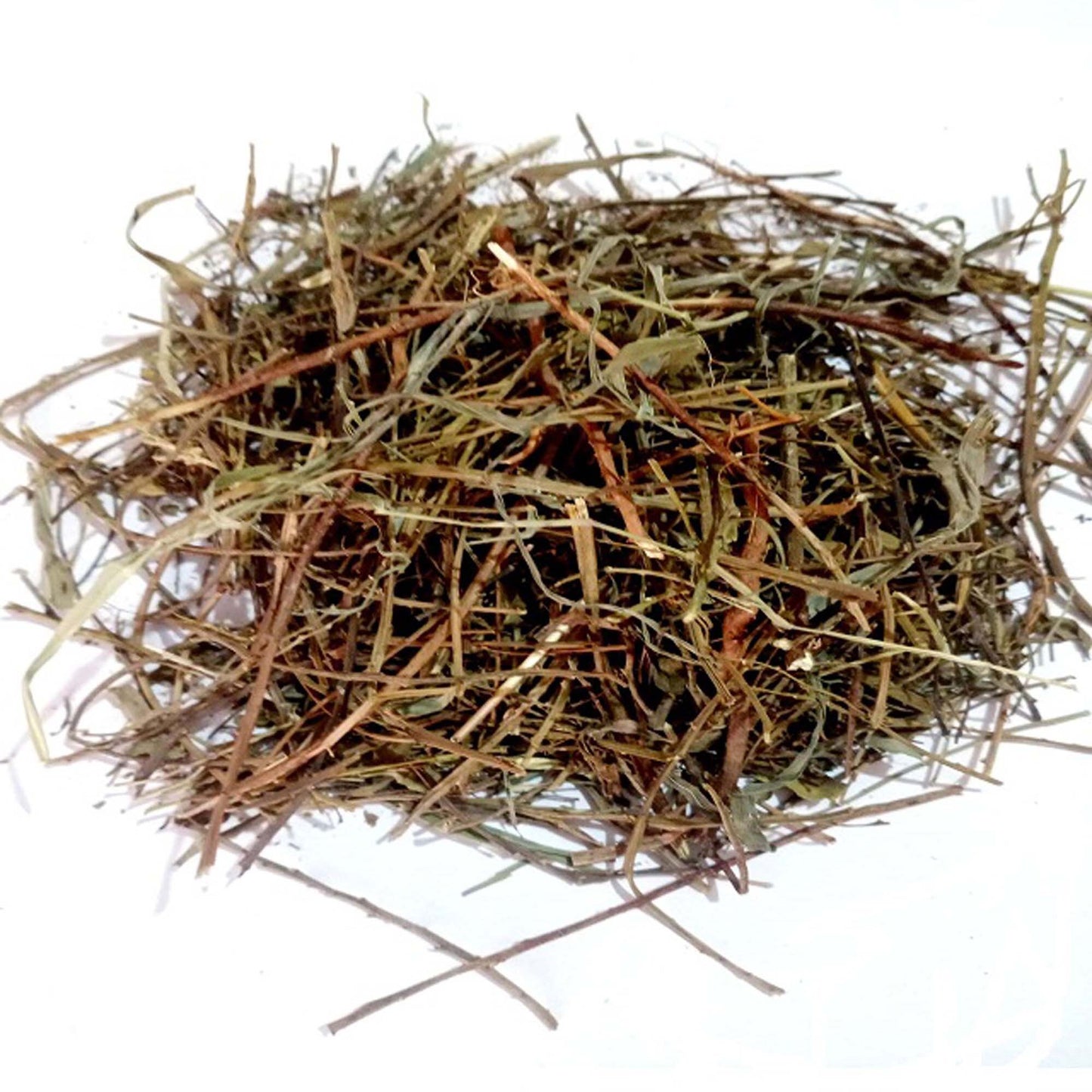 Bhumi Amla (Panchang)-Bhumi Aamla-भूमि आंवला- Stone breaker-Bhoomi Awla-Chanca Piedra-Phyllanthus Niruri-Jadi Booti