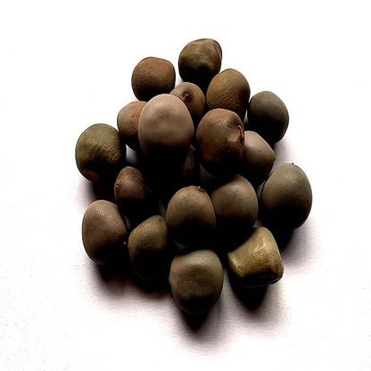 Karanjwa Beej-Caesalpinia bonducella-करंजवा बीज- Kat Karanja Seeds-Sagargota-Meechkne Ke Beej -Fever Nut-Bonduc nut-Kuberakshi-Kalichchikkai-Kalanchi