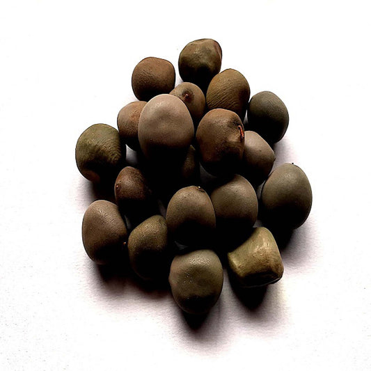 Karanjwa Beej-Caesalpinia bonducella-करंजवा बीज- Kat Karanja Seeds-Sagargota-Meechkne Ke Beej -Fever Nut-Bonduc nut-Kuberakshi-Kalichchikkai-Kalanchi