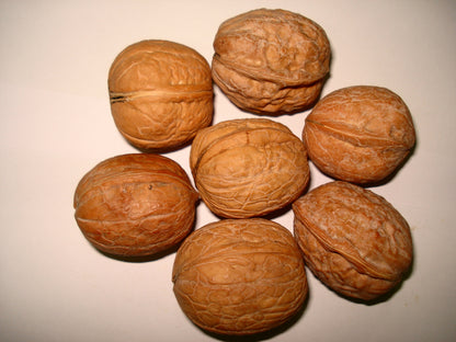 Akhrot /walnut oil Essential Oil 30 ml